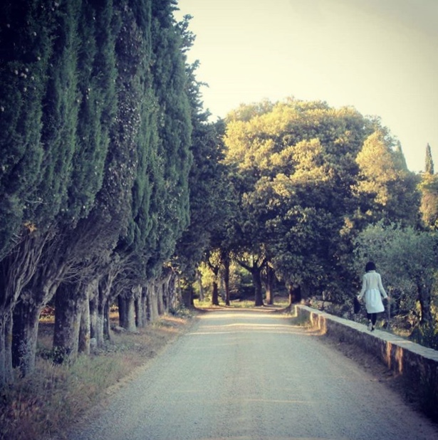 Viale di cipressi e lecci - Castello La Leccia