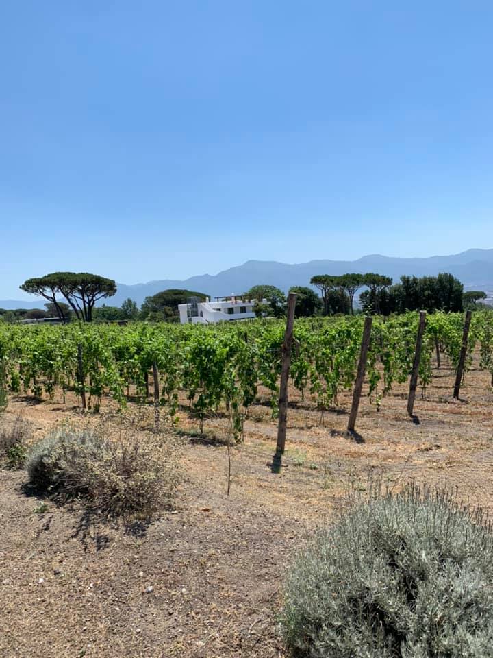 Cantina del Vesuvio