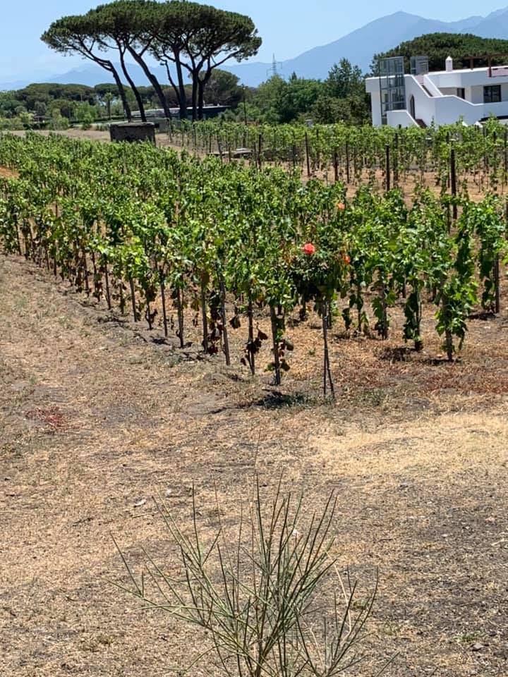 Cantina del Vesuvio