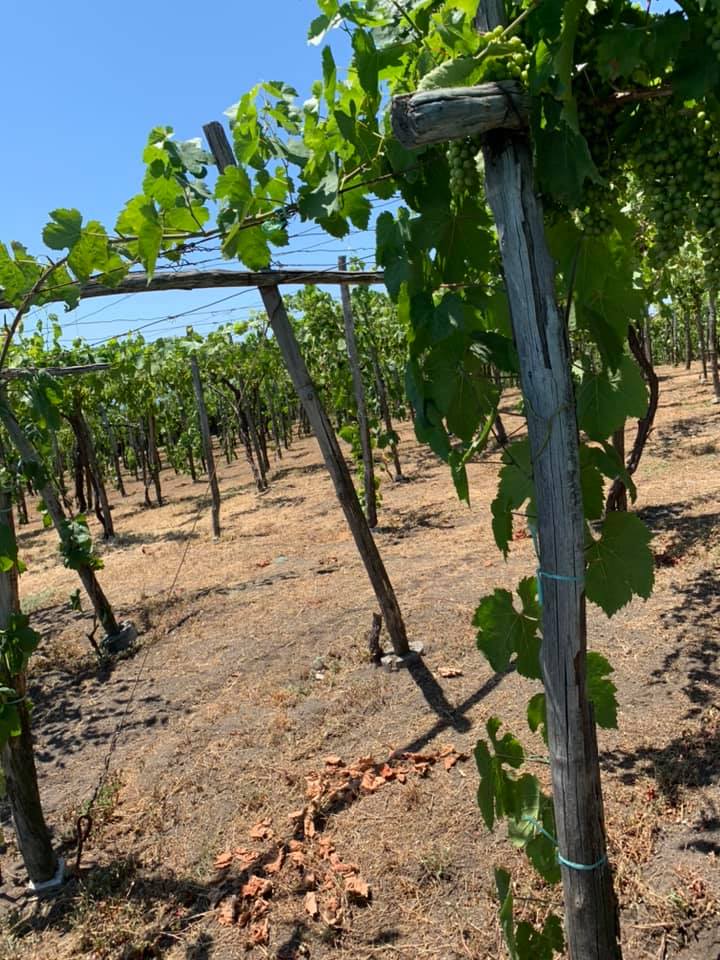 Cantina del Vesuvio