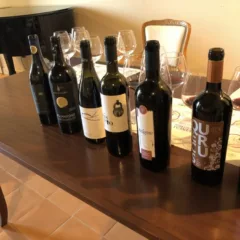 Degustazione Aglianicone - i vini