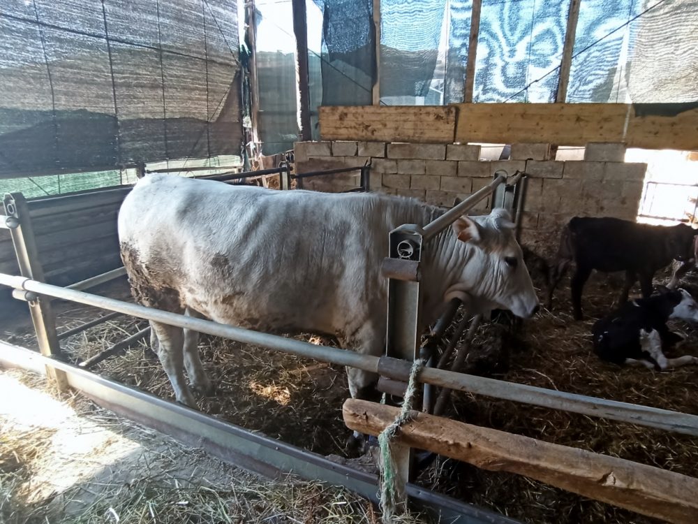 Fattoria La Lola - Marchigiana