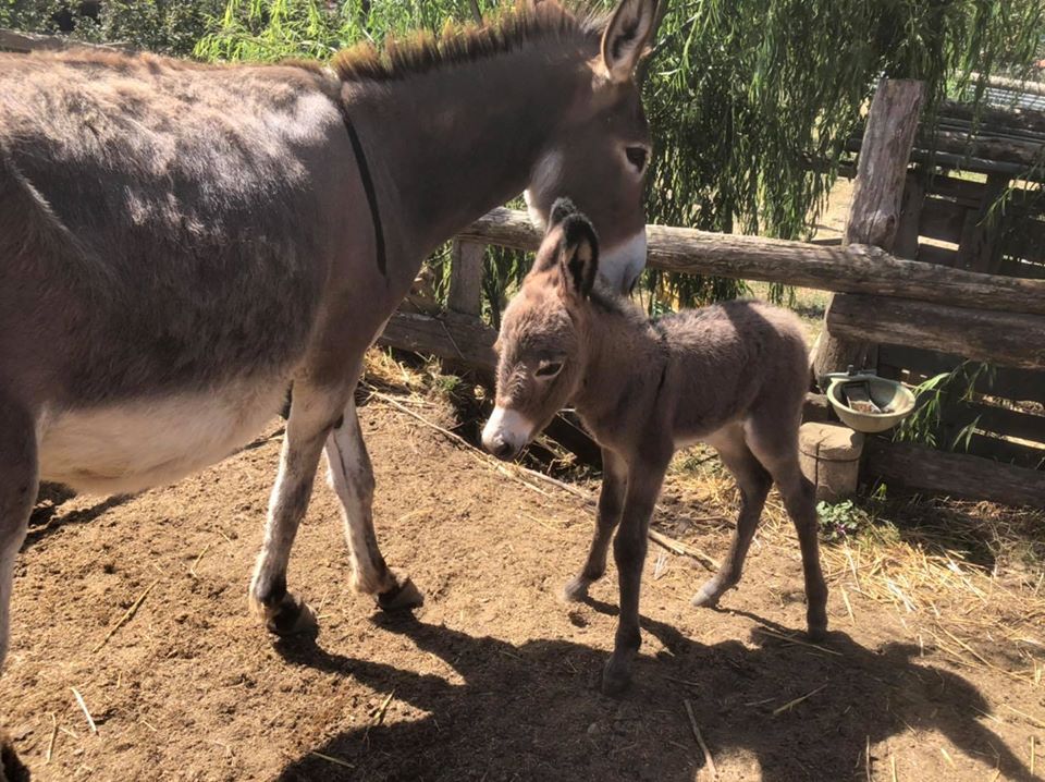 L’Incartata - asinelli