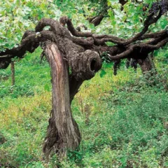 Secolari vigne di aglianico sul Taburno