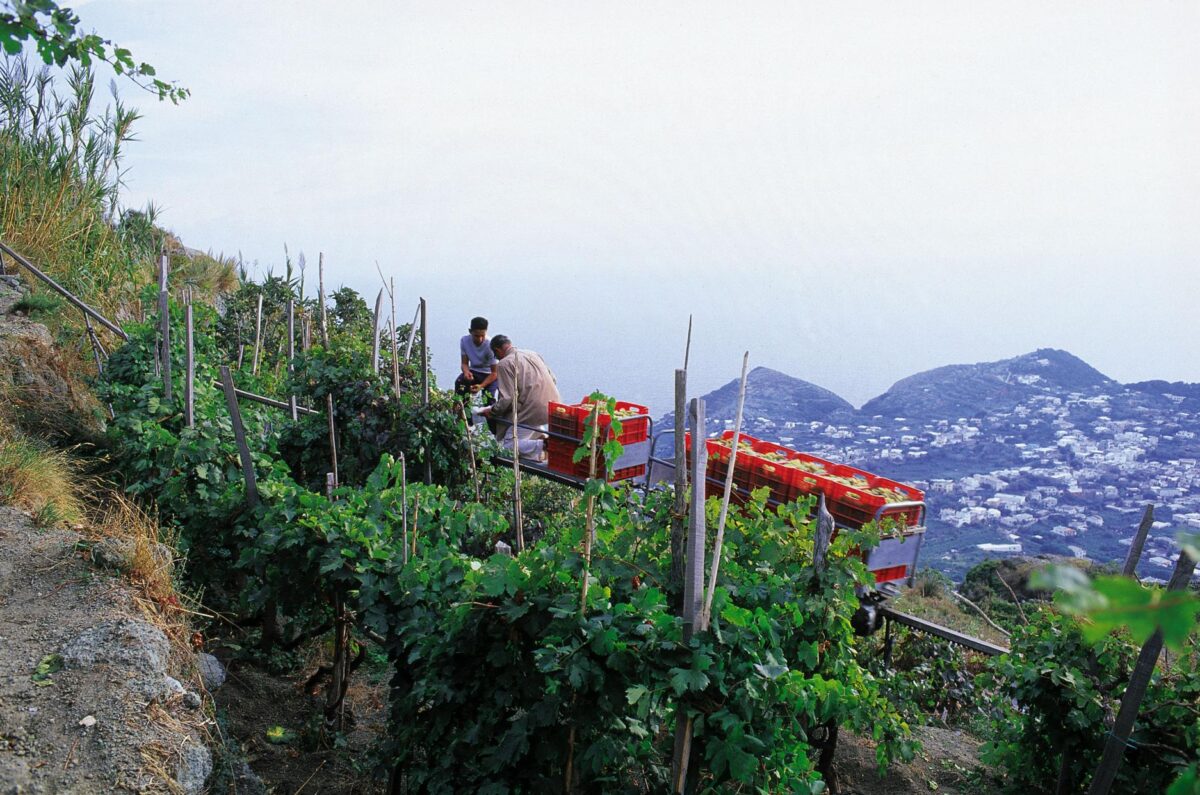 Vendemmia all'isola d'Ischia