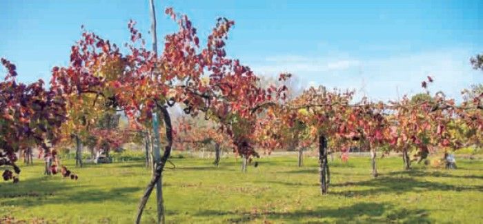 Le starsete di Taurasi