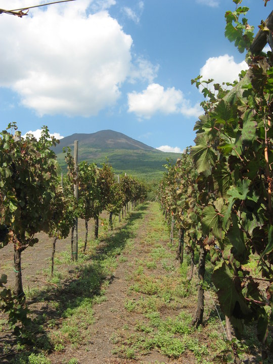 Vigneti vesuviani