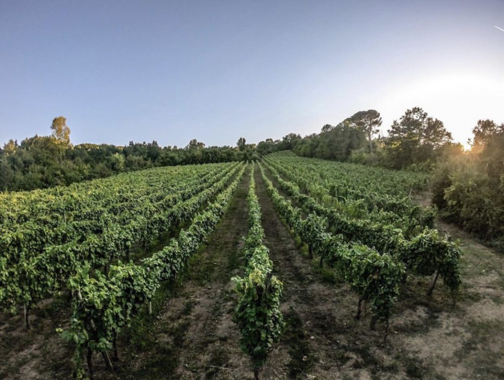 Cantina Ioanna - vigneti