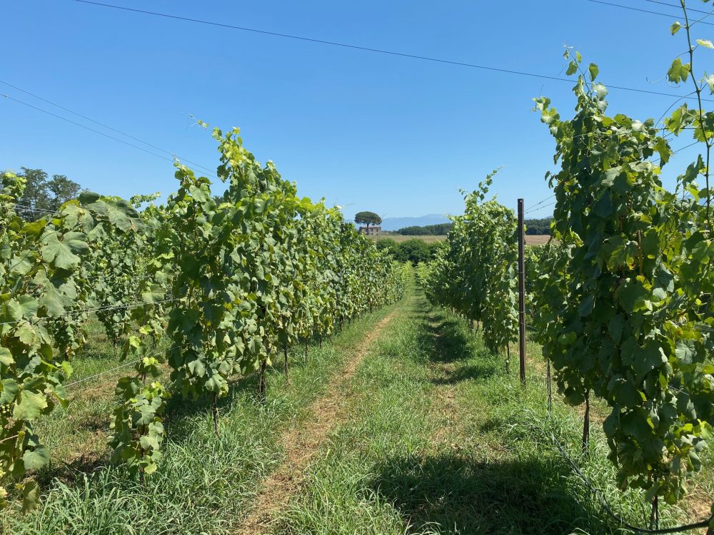 Fattoria Pagano - Vigneti