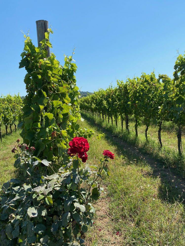 Fattoria Pagano - vigneti