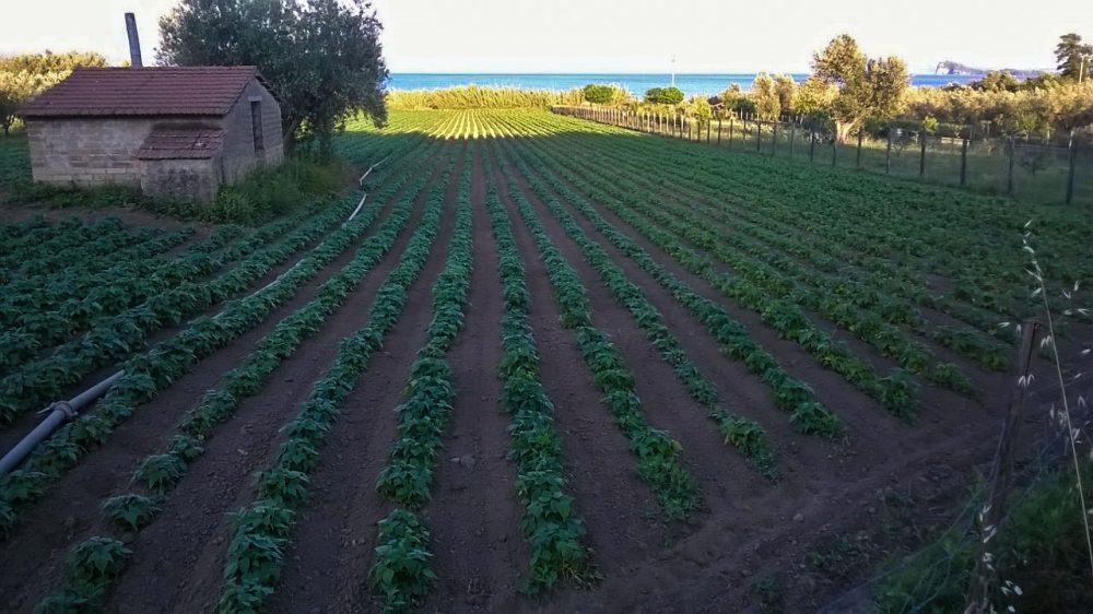 Le piantine di fagiolo