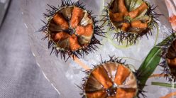 Morus - il crudo di mare con ricci