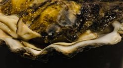 Ostriche di San Michele