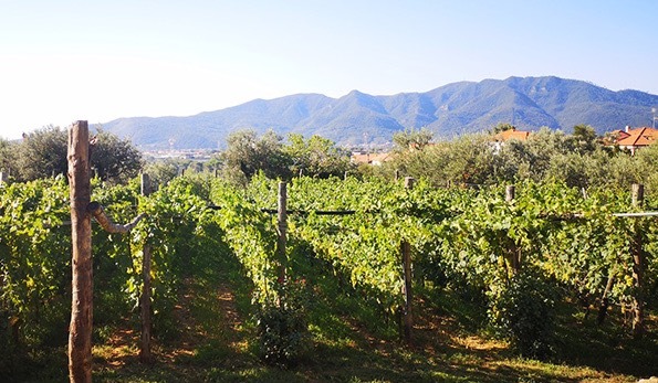 Vigne di Pigato