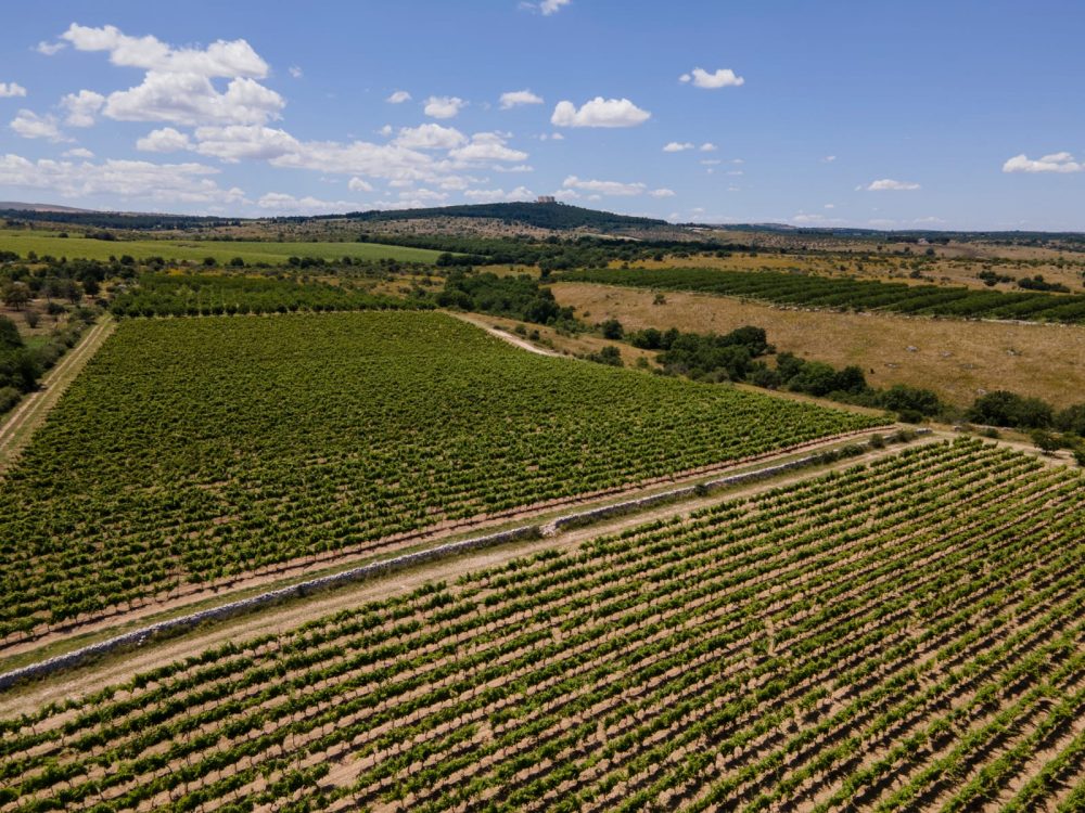 Vigneto San Giuseppe