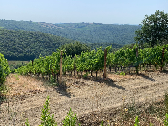 Albatreti a Montalcino