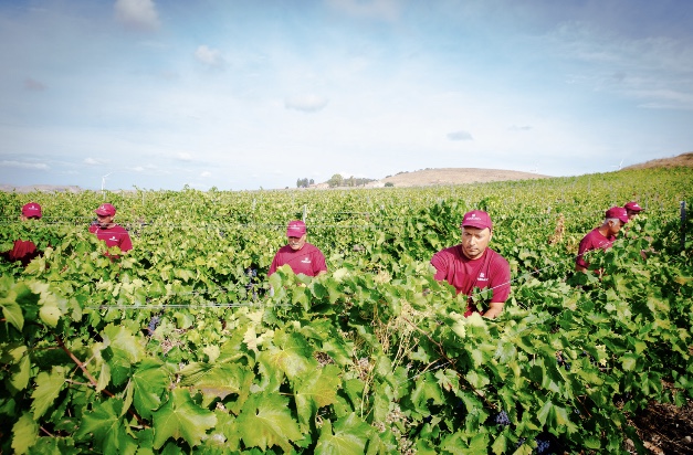 Vendemmia 2020 in Sicilia