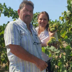 Vendemmia Sorrentino