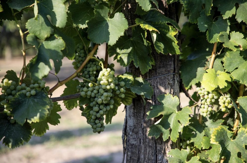 Cantina Trodella - uva fiano