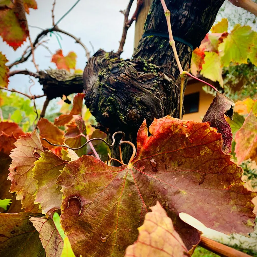 Antica Masseria Venditti