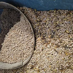 Masseria Del Sesto – Il cece di Teano