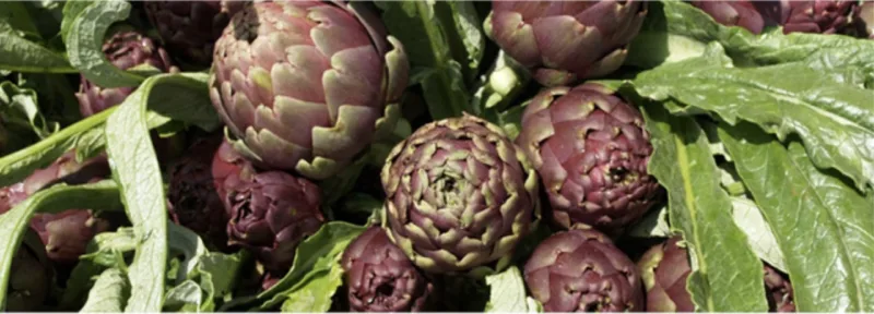 Il carciofo di Pietrelcina