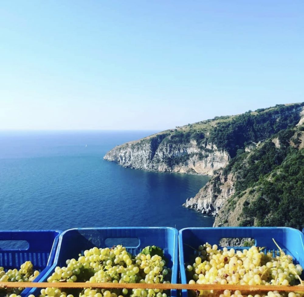 Vigneti Cantine Mazzella