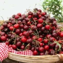 Ciliegia Spernacchia di Bracigliano