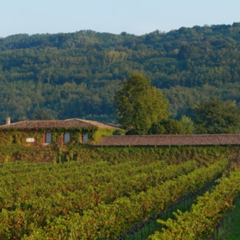Conte Loredana Gasparini - Vigneti e cantina