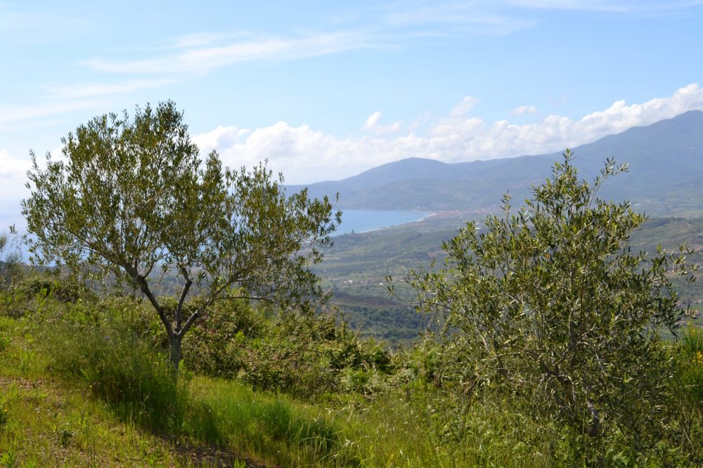 Macelleria Trama Luigi -olivi e mare