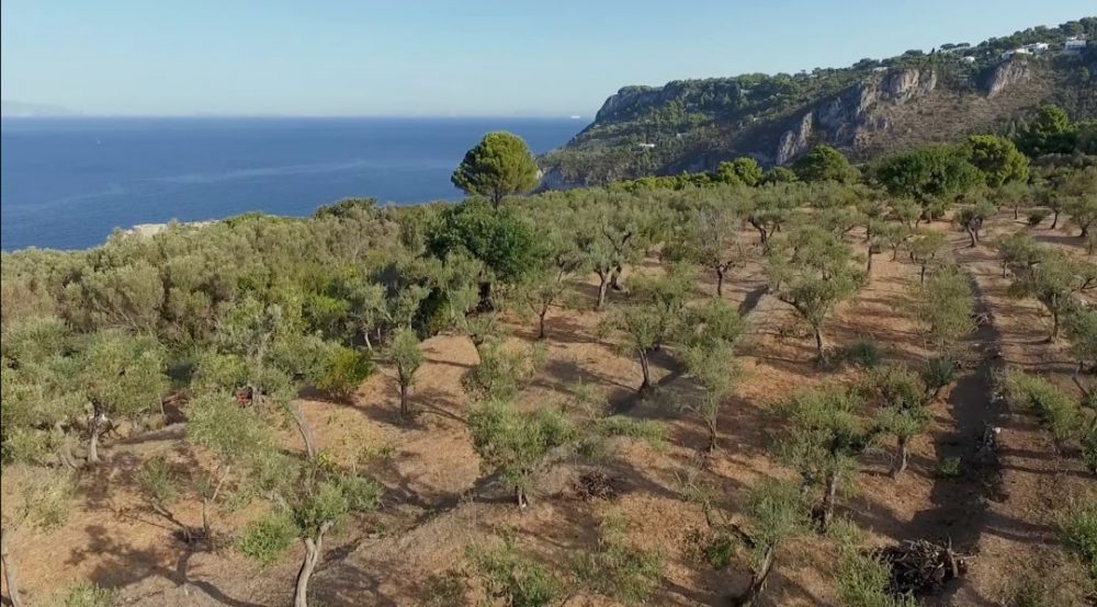 La coltivazione di olivi Oro di Capri, ad Anacapri