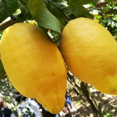 Distretto Agroalimentare di Qualita' del Limone Costa d'Amalfi IGP