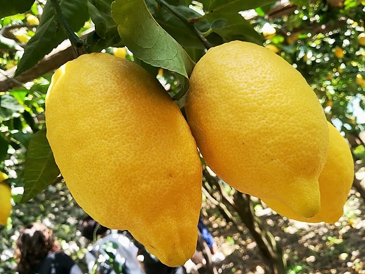 Distretto Agroalimentare di Qualita' del Limone Costa d'Amalfi IGP