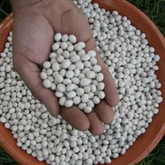 Fagiolo tondino del Tavo