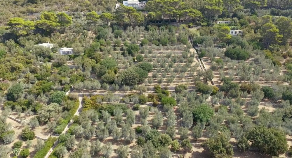 La coltivazione di olivi Oro di Capri, ad Anacapri