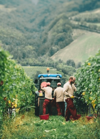 Poderi dal Nespoli -Vendemmia