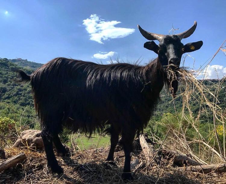 Tenuta Principe - capra al pascolo