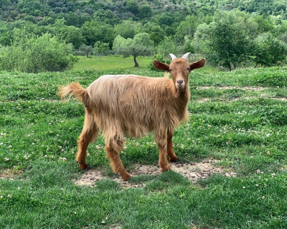 Tenuta Principe - capra fulva