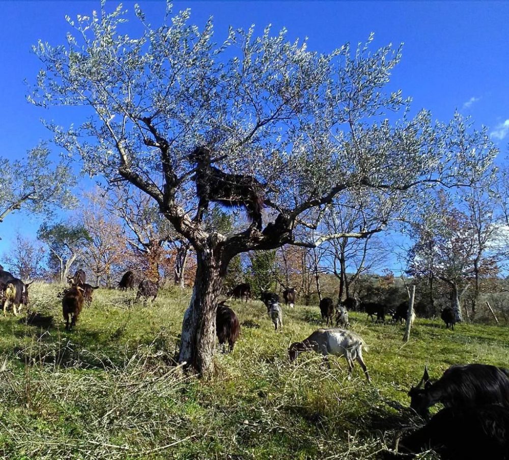 Tenuta Principe - pascolando..