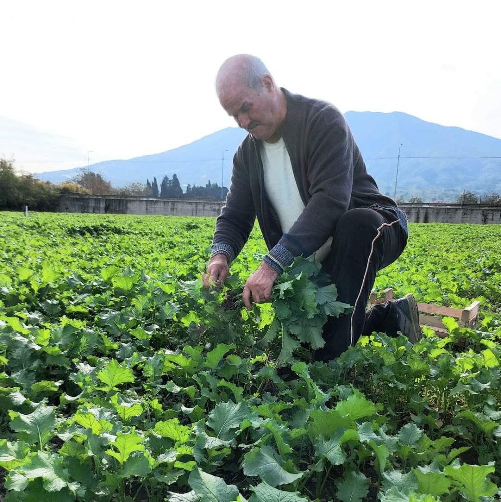 Antonio Manfellotto, Terra Viva Azienda Agricola