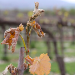 Gelate tardive sull’Italia dopo Pasqua - danni difformi su tutto il territorio nazionale