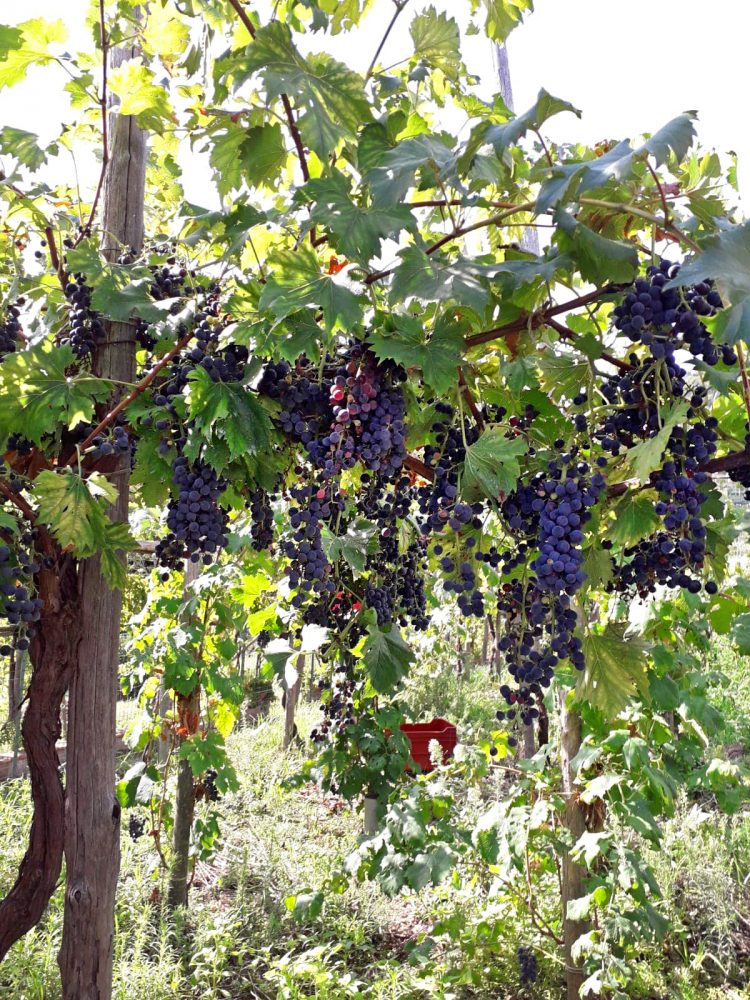 Uve rosse di Marucella