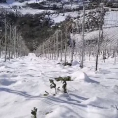 Vigneti Podere Melone