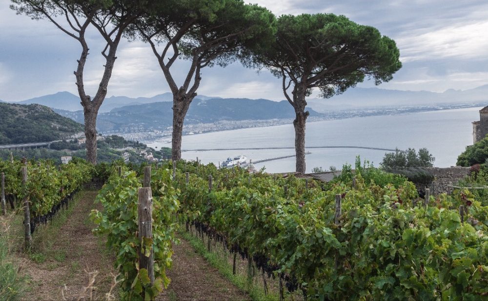 Le vigne di Patrizia