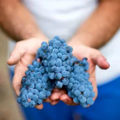 Aglianico Mirabella Eclano