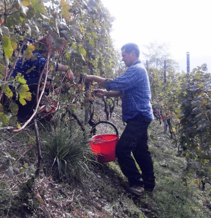 El Zeremia - Vendemmia