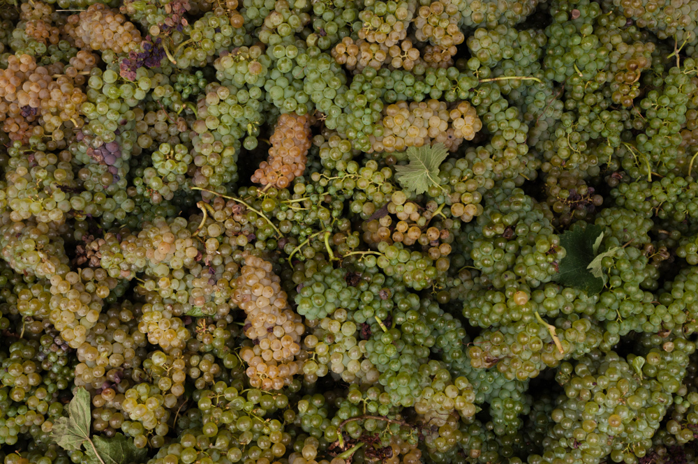 Le Vigne di Fattoria Terranuova