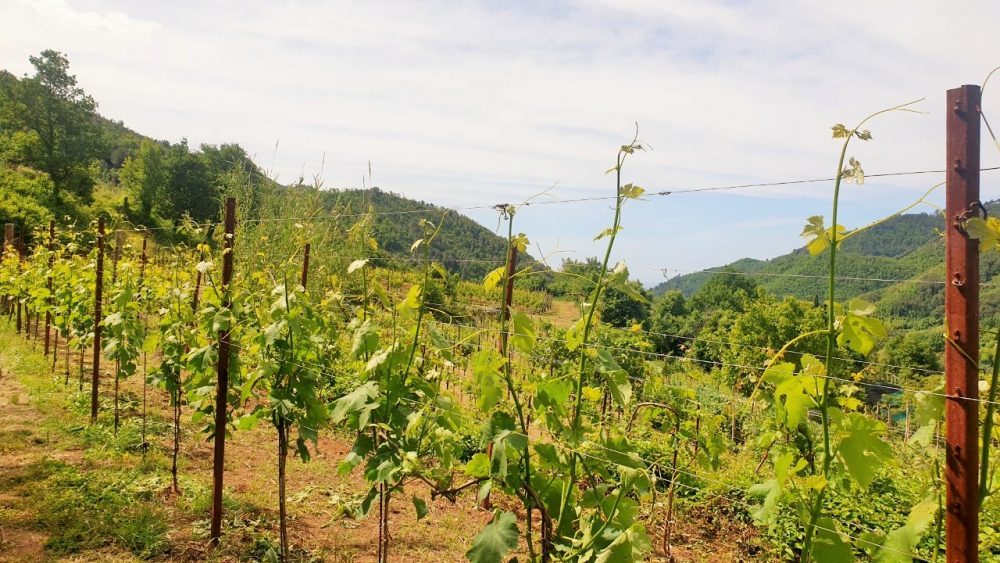 Tenuta San Francesco - Le vigne