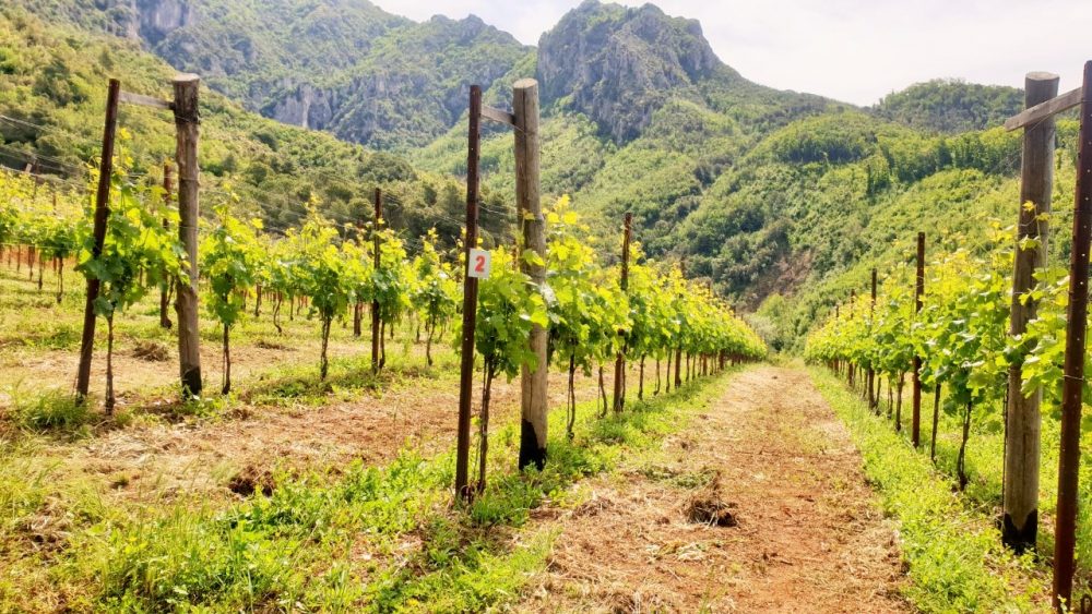 Tenuta San Francesco - I filari