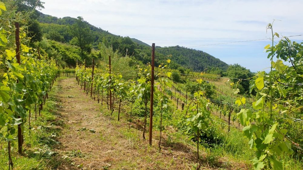 Le nuove vigne di Pucara